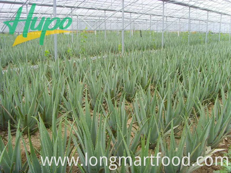 International Low Calorie Lemon Black Tea Flavour Tea Drink